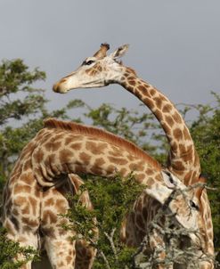 African Giraffes 118