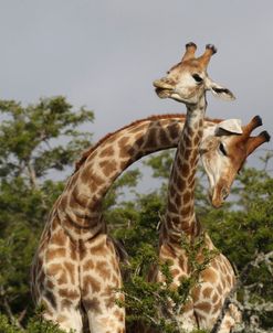 African Giraffes 119