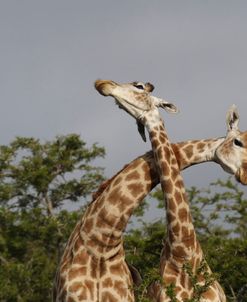 African Giraffes 120