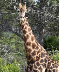 African Giraffes 131