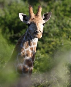 African Giraffes 132