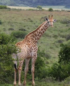 African Giraffes 133
