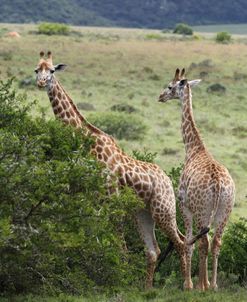 African Giraffes 134