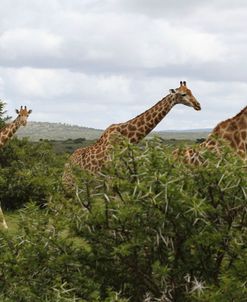 African Giraffes 135