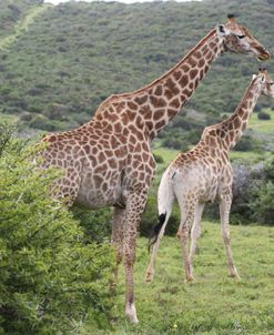 African Giraffes 136