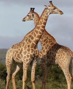 African Giraffes 127