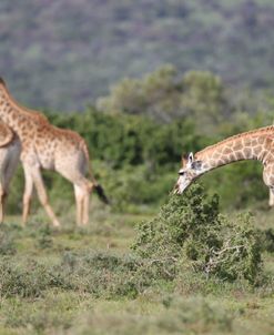 African Giraffes 128