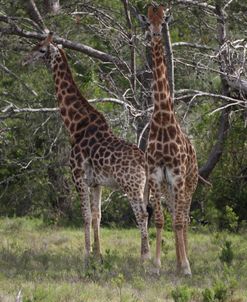 African Giraffes 129