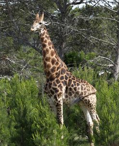 African Giraffes 130