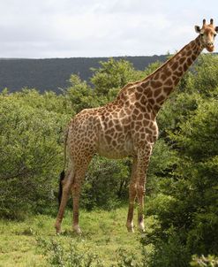 African Giraffes 141