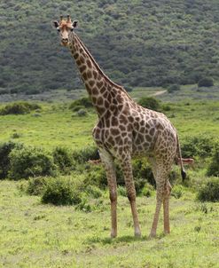 African Giraffes 142
