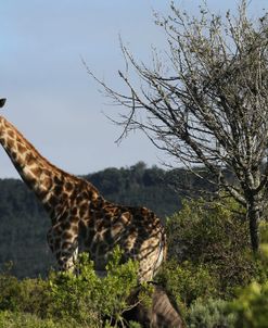 African Giraffes 143