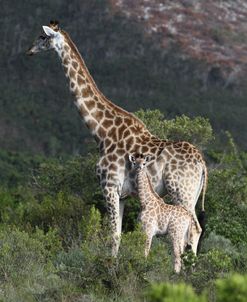 African Giraffes 144