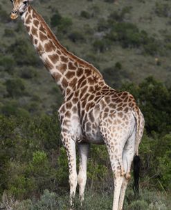African Giraffes 145