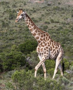 African Giraffes 146