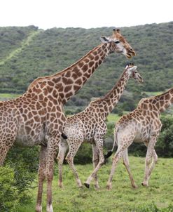 African Giraffes 137