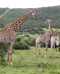 African Giraffes 138