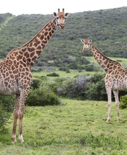 African Giraffes 139