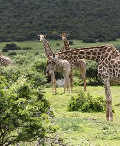 African Giraffes 140