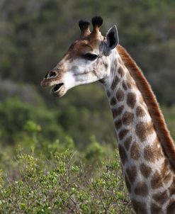 African Giraffes 151