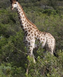African Giraffes 152