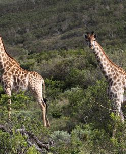 African Giraffes 153