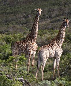 African Giraffes 154
