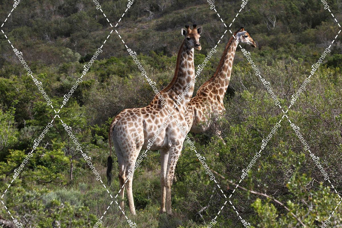 African Giraffes 155
