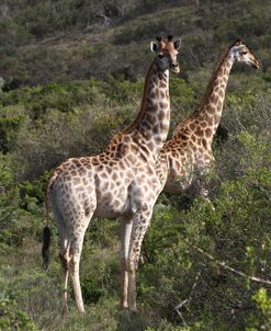 African Giraffes 155