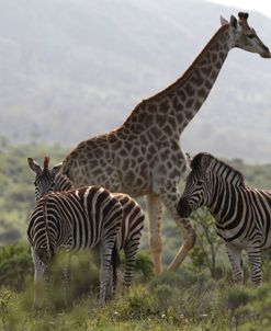 African Giraffes 156