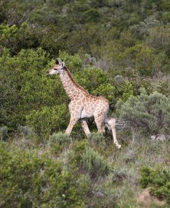 African Giraffes 147