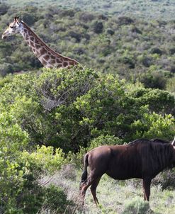 African Giraffes 148