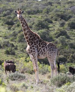 African Giraffes 149