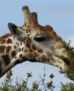 African Giraffes 150