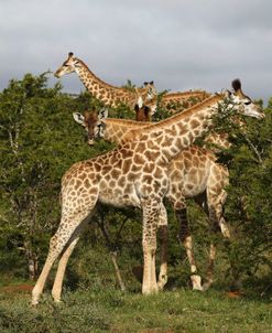 African Giraffes 161