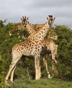 African Giraffes 162