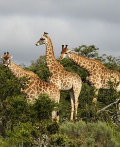 African Giraffes 163