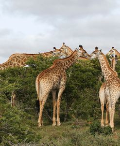 African Giraffes 164
