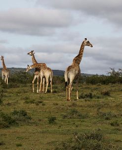 African Giraffes 165