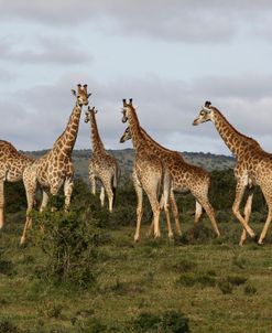 African Giraffes 166