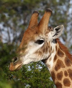 African Giraffes 158