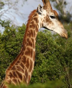 African Giraffes 159