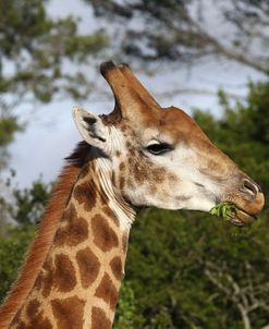 African Giraffes 160