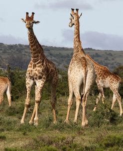 African Giraffes 171