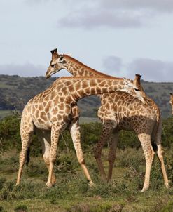 African Giraffes 172