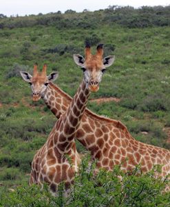 African Giraffes 173