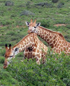 African Giraffes 174