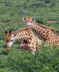 African Giraffes 175