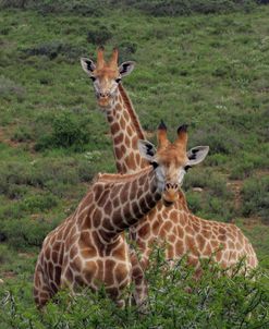 African Giraffes 176