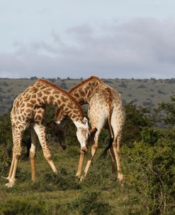 African Giraffes 167